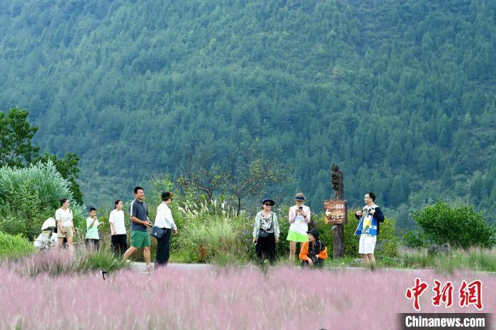 重庆酉阳：粉黛花海引客来