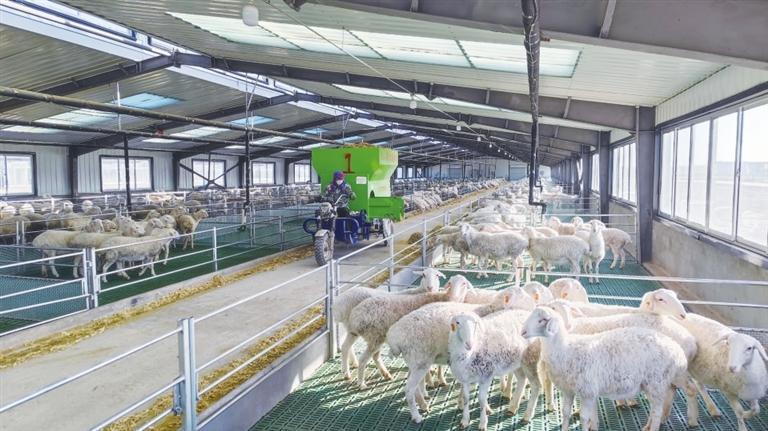 山丹县东乐镇现代肉羊融合发展产业园内工作人员正在给育肥羊添加饲料