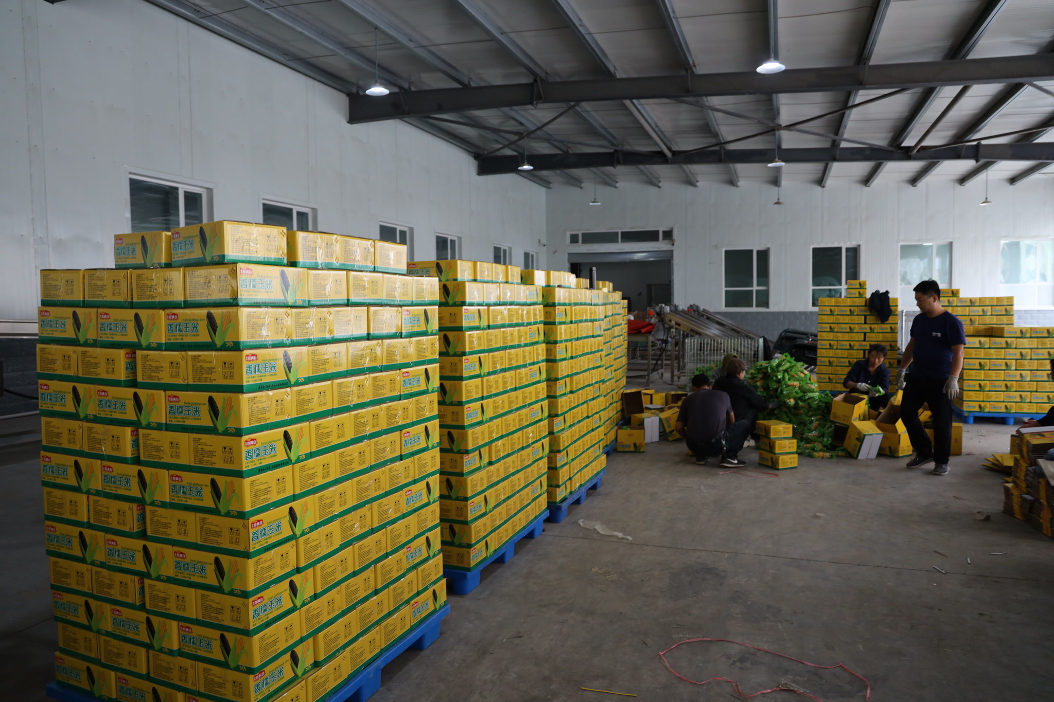 栽下梧桐树引来金凤凰！青岛定西东西协作搭建平台，赋能企业做大做强助力乡村振兴