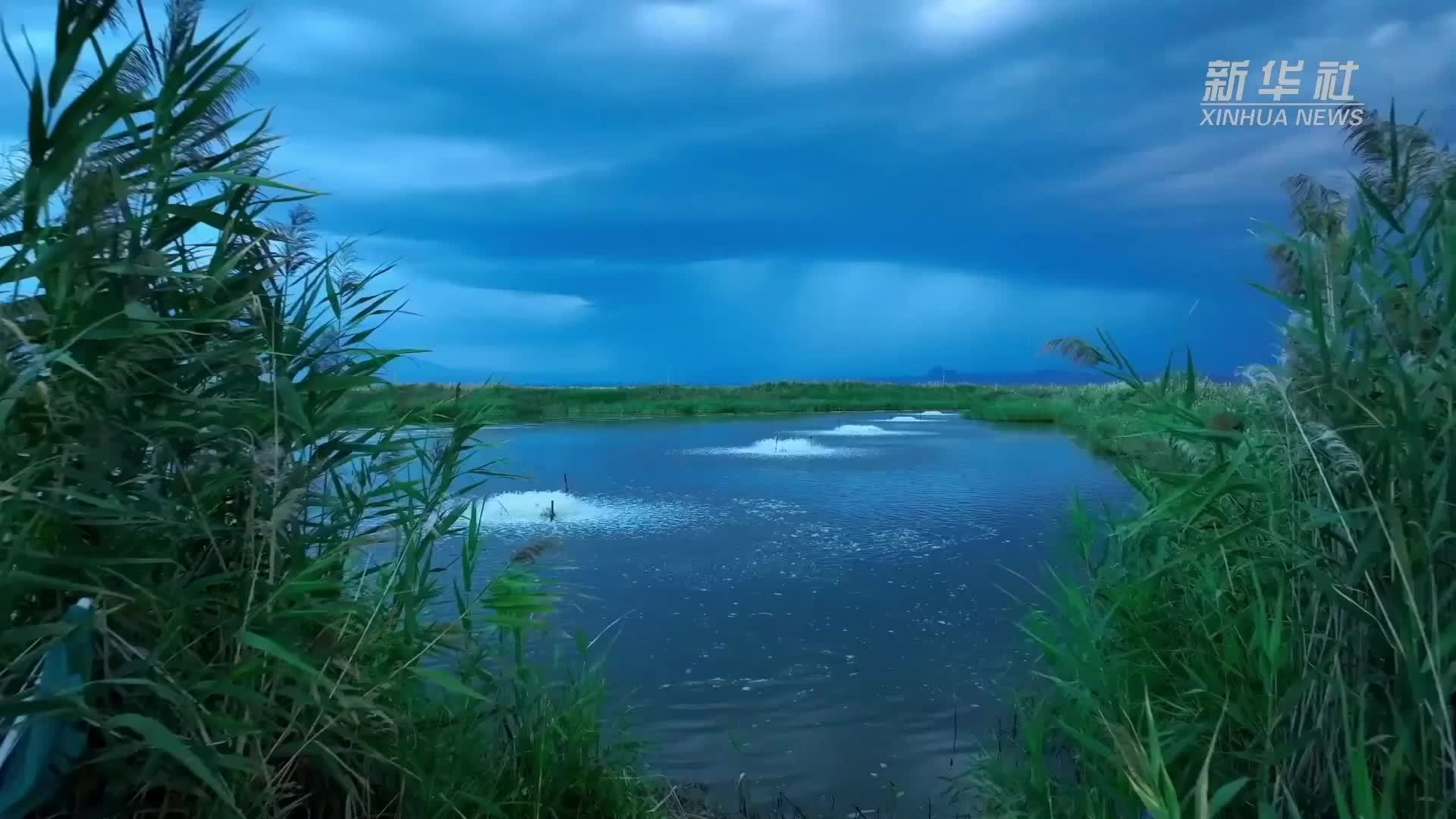 天山脚下育“海鲜”特色养殖拓宽群众致富路