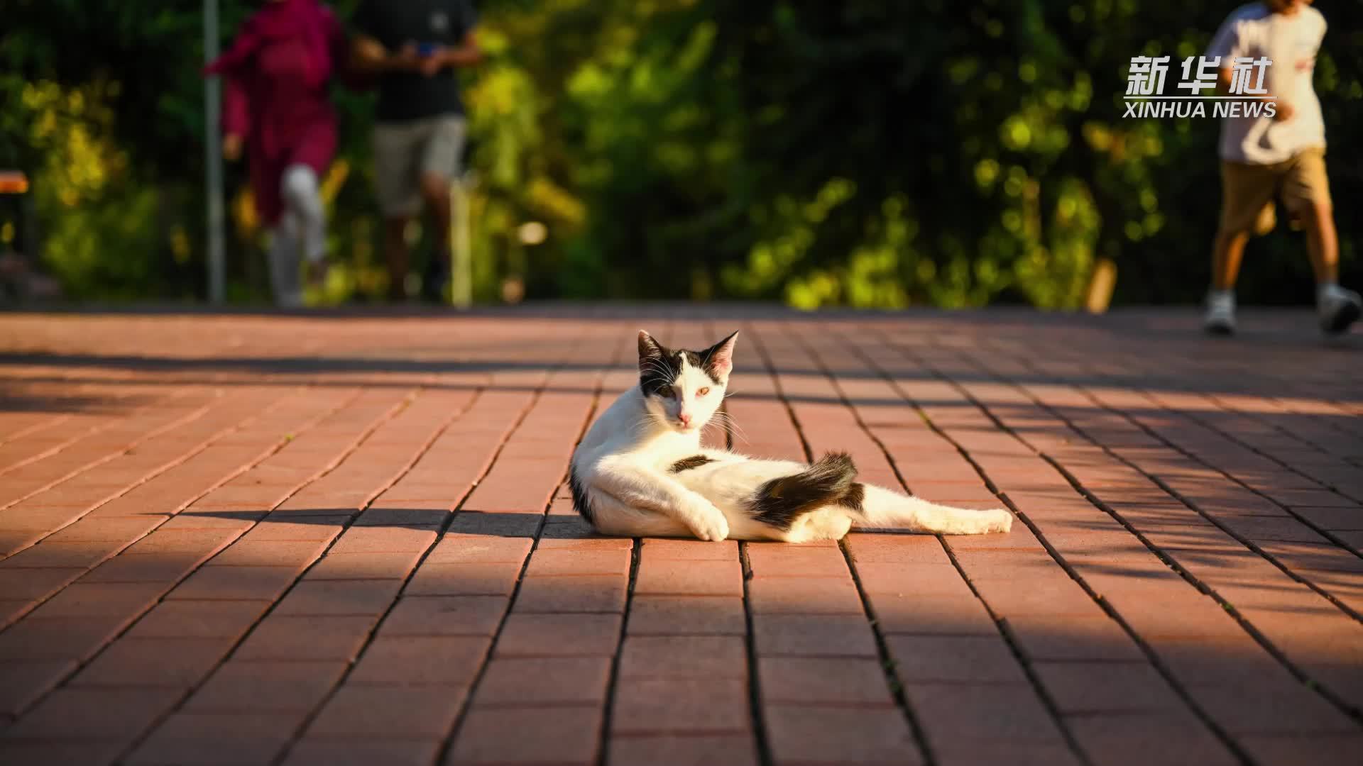 走进伊斯坦布尔猫咪公园