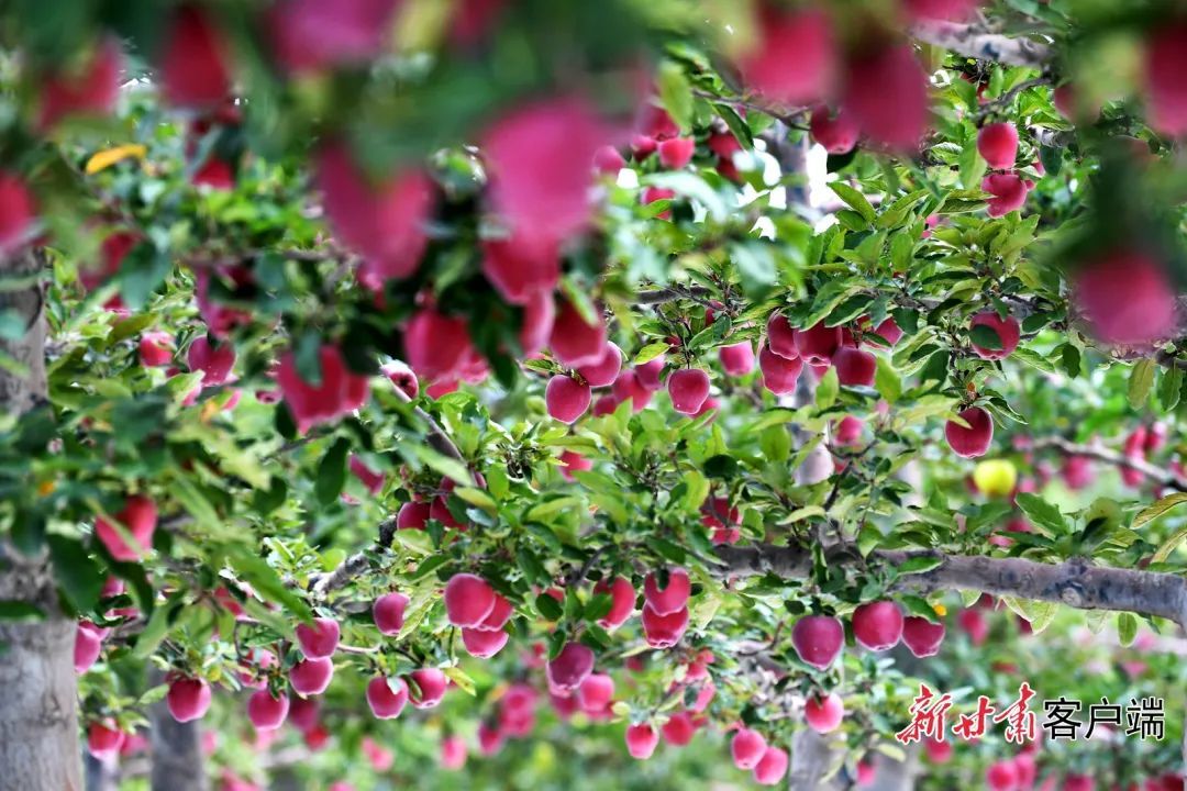 果香满径 幸福满园