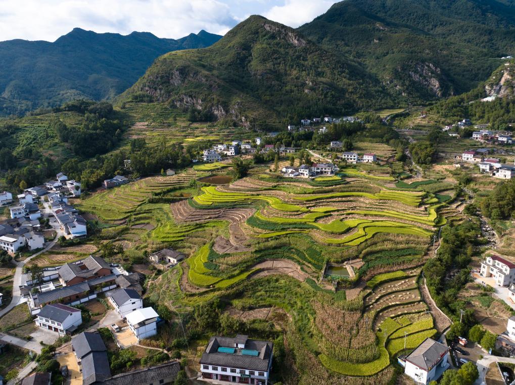 收获时节凤堰梯田景色（9月5日摄，无人机照片）。新华社记者邵瑞 摄