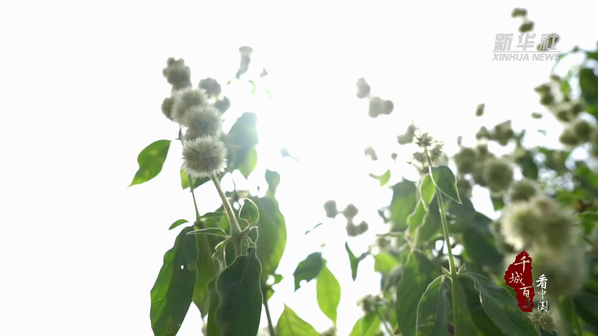 千城百县看中国｜湖北鹤峰：秋意渐浓 与牛膝花海有约