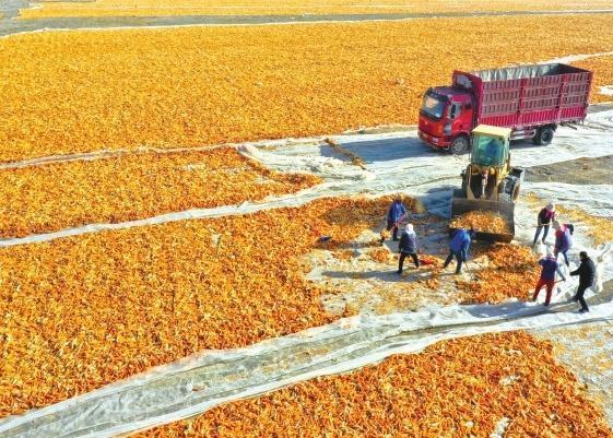 制种玉米“丰”景好