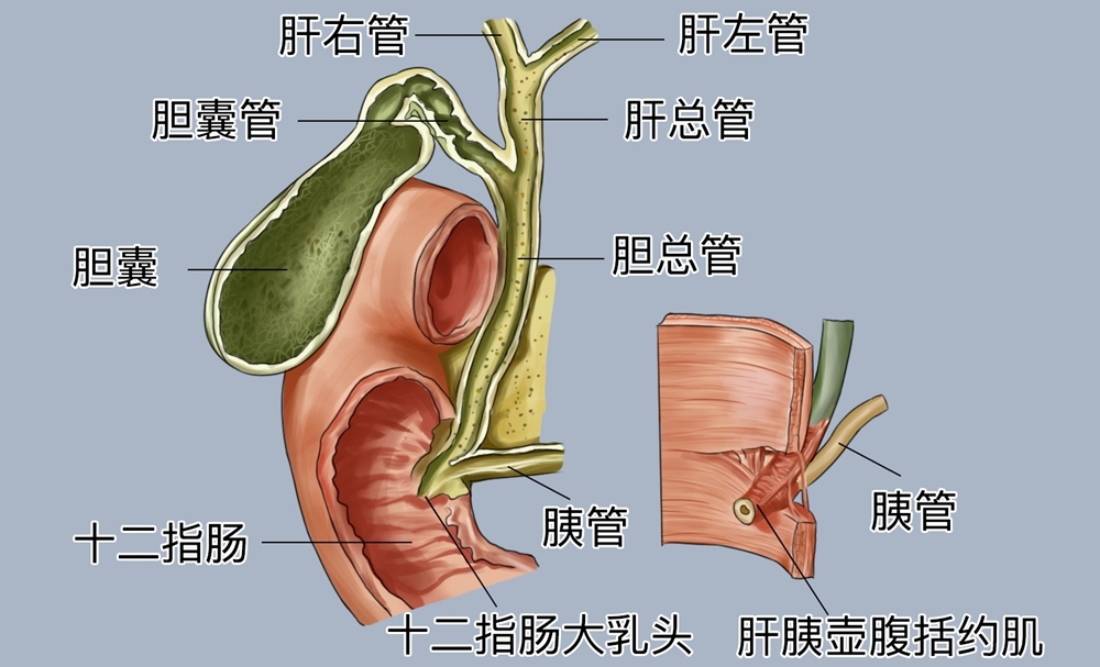 胆总管与胰管汇合形成略膨大的肝胰壶腹(壶腹)，开口于十二指肠大乳头。在壶腹周围有环形平滑肌包绕，称壶腹括约肌，可以控制胆汁和胰液的排出。