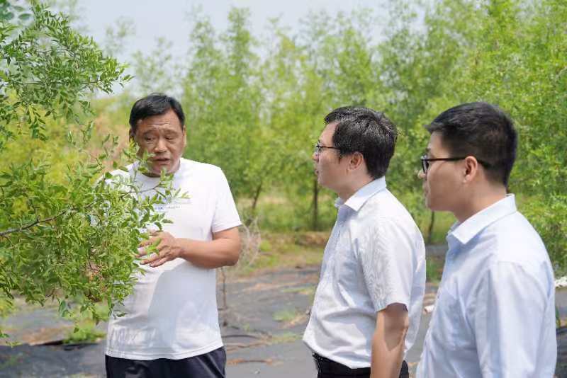 乡村振兴:让小酸枣为我们见证