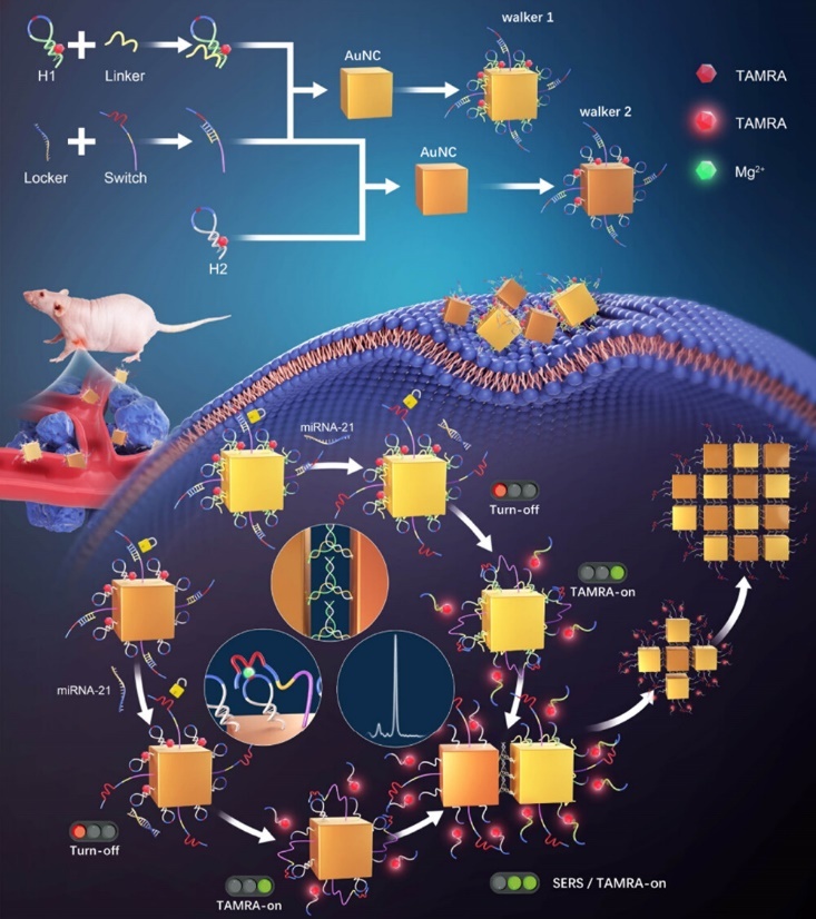 金纳米立方体的面对面组装策略：诱导生成用于细胞内 miRNA 的 SERS-Fluorescence双信号检测的广泛热点区域