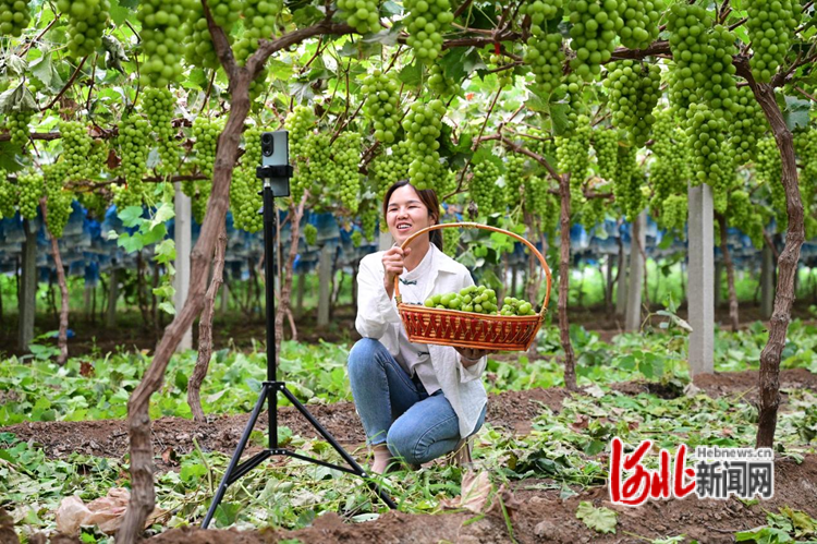 9月8日,在邢台市柏乡县柏乡镇南阳村,果农在葡萄地进行直播推介。