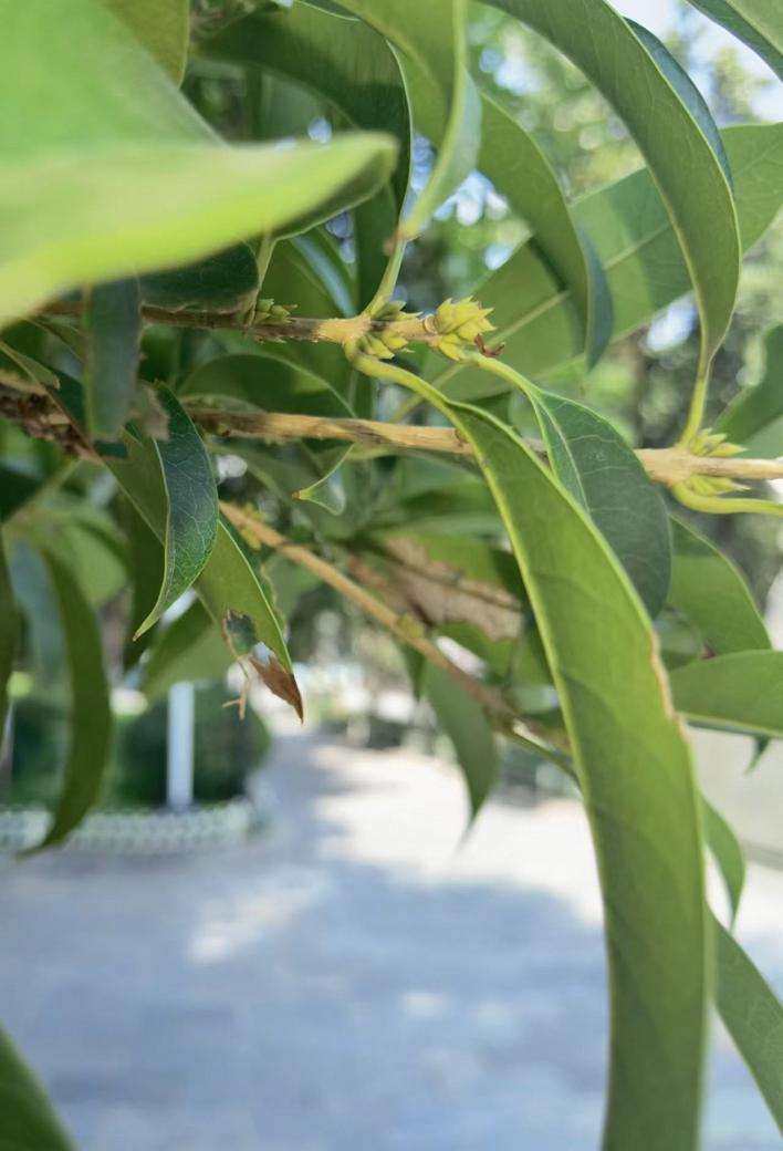 汉阳公园的桂花刚萌芽 梅复传摄