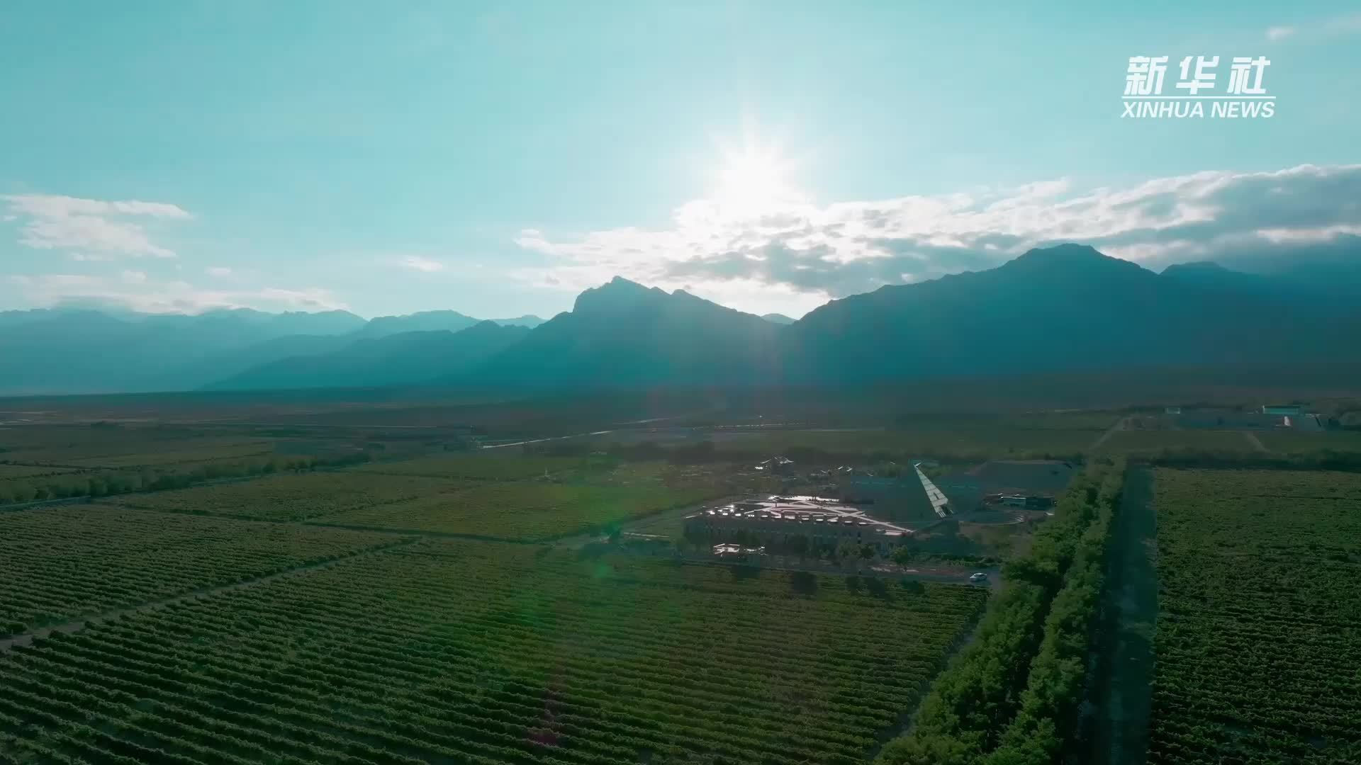 千城胜景｜宁夏贺兰山下：田园交响 葡香盛宴