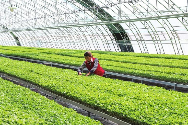 崆峒区泾河川万亩现代农业示范园日光温室　姚志强