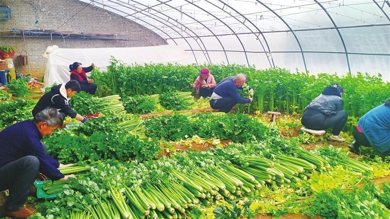 崇信县于家湾芹菜种植基地　于金玉