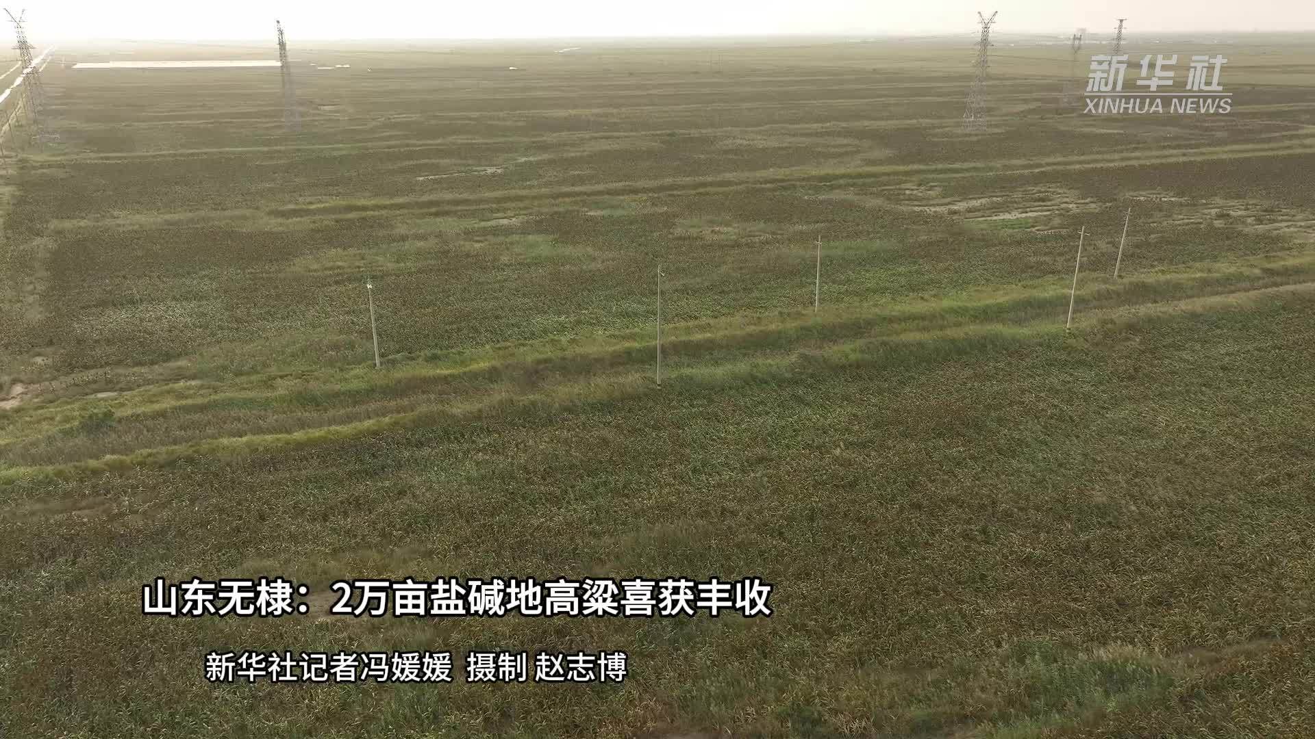 山东无棣：2万亩盐碱地高粱喜获丰收