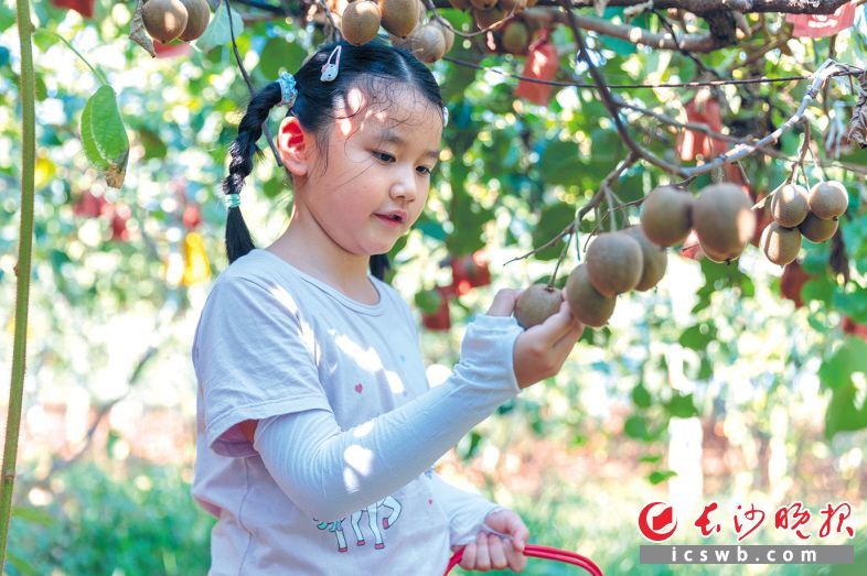 吉吉谷家庭农场里，游客正在进行采摘。长沙晚报通讯员何冰心 供图