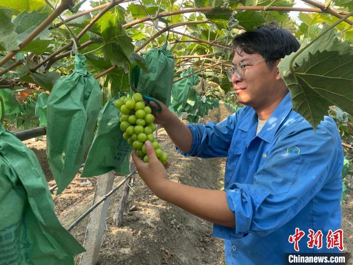 王立君正在采摘成熟的葡萄。张运波 摄