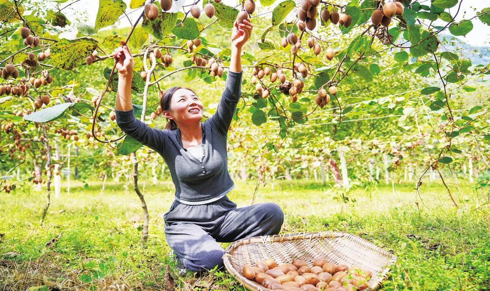 9月24日，在成县宋坪乡近200亩的猕猴桃种植基地，一颗颗猕猴桃挂满枝头，果香四溢，群众在藤架下抓紧采摘，处处弥漫着丰收的气息。新甘肃&middot;甘肃经济日报通讯员 陈争强　摄