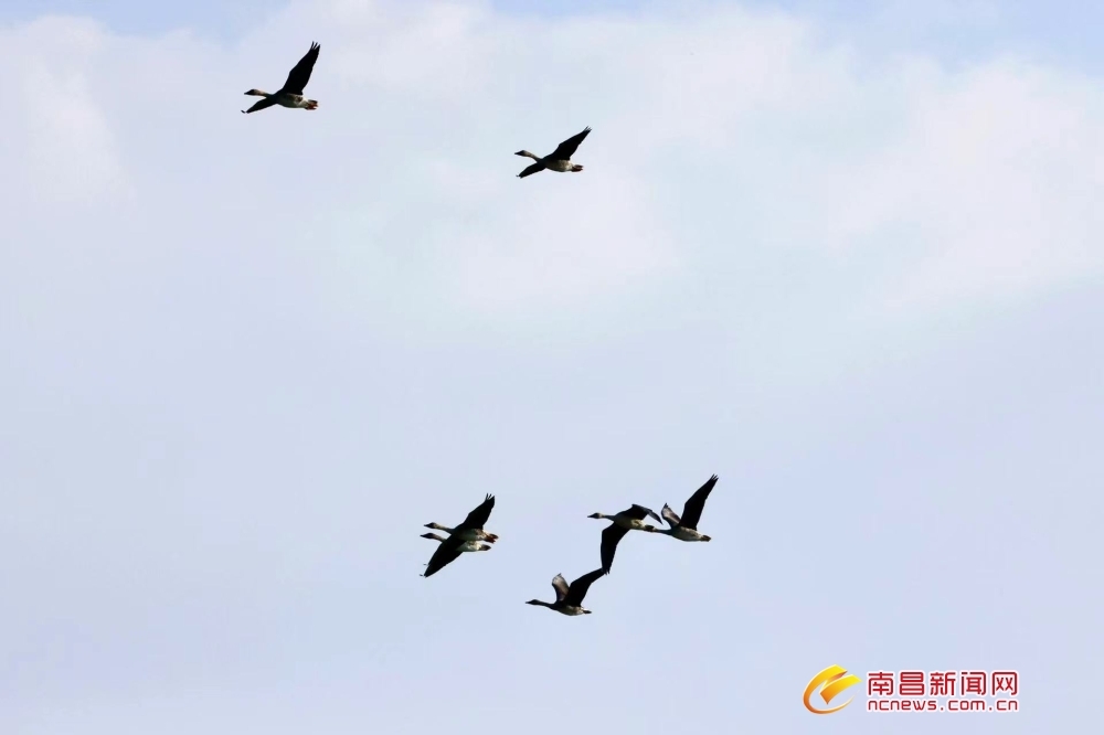 今年首批越冬候鸟抵达鄱阳湖 比去年早了2天（图）凤凰网江西_凤凰网