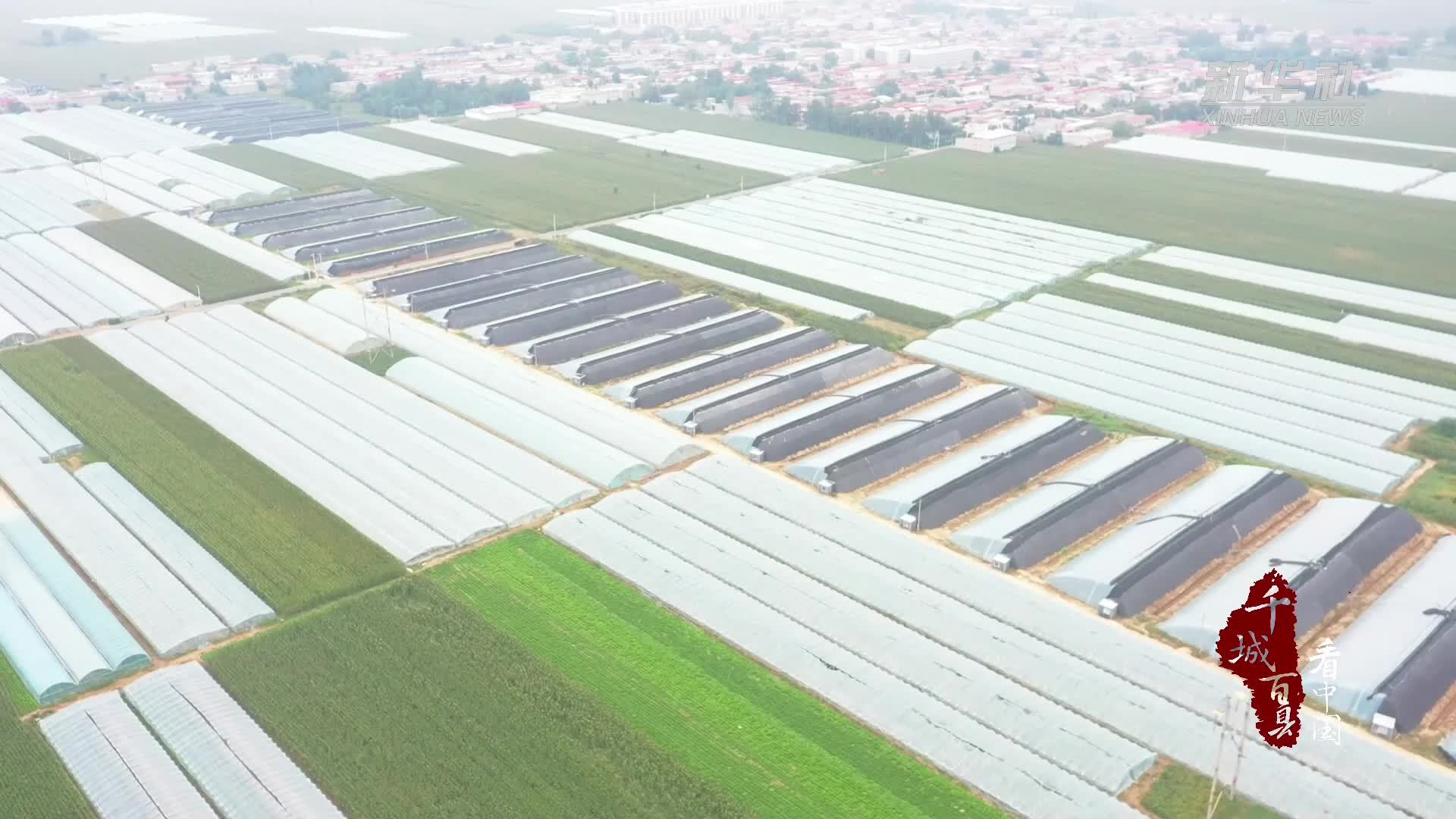 千城百县看中国｜河北隆尧：大棚甜瓜种出“甜蜜”日子
