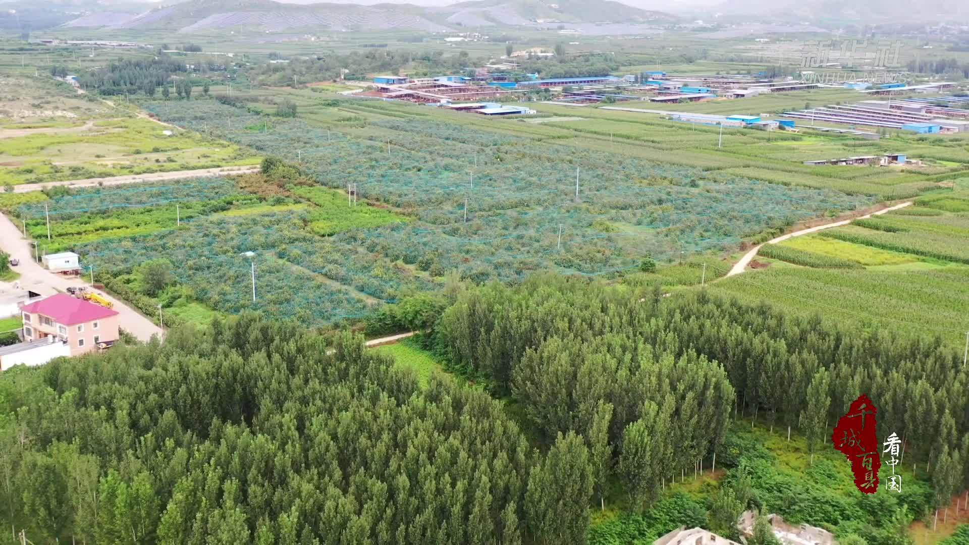 千城百县看中国｜河北曲阳：苹果丰收挂满枝 映红乡村致富路