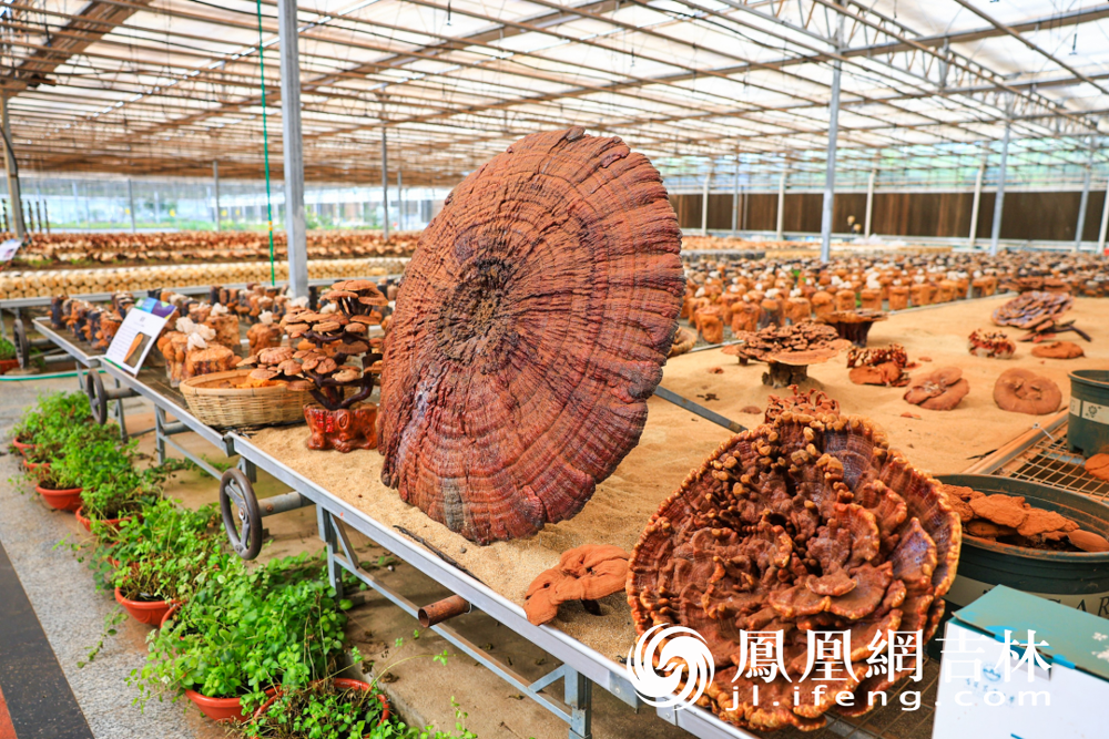 净月粉丝节在长春农博园现代菌物示范区参观。