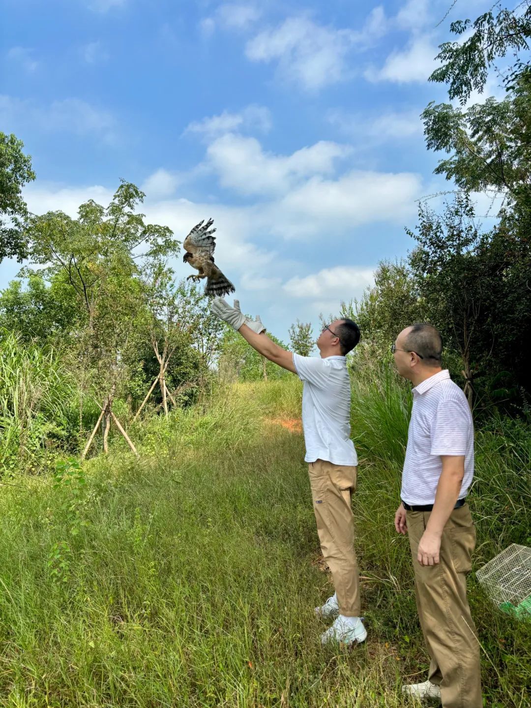 重返大自然！樟树市放飞国家二级保护野生动物凤头鹰