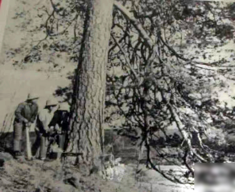 伐木现场（图片由大兴安岭地区档案馆提供）