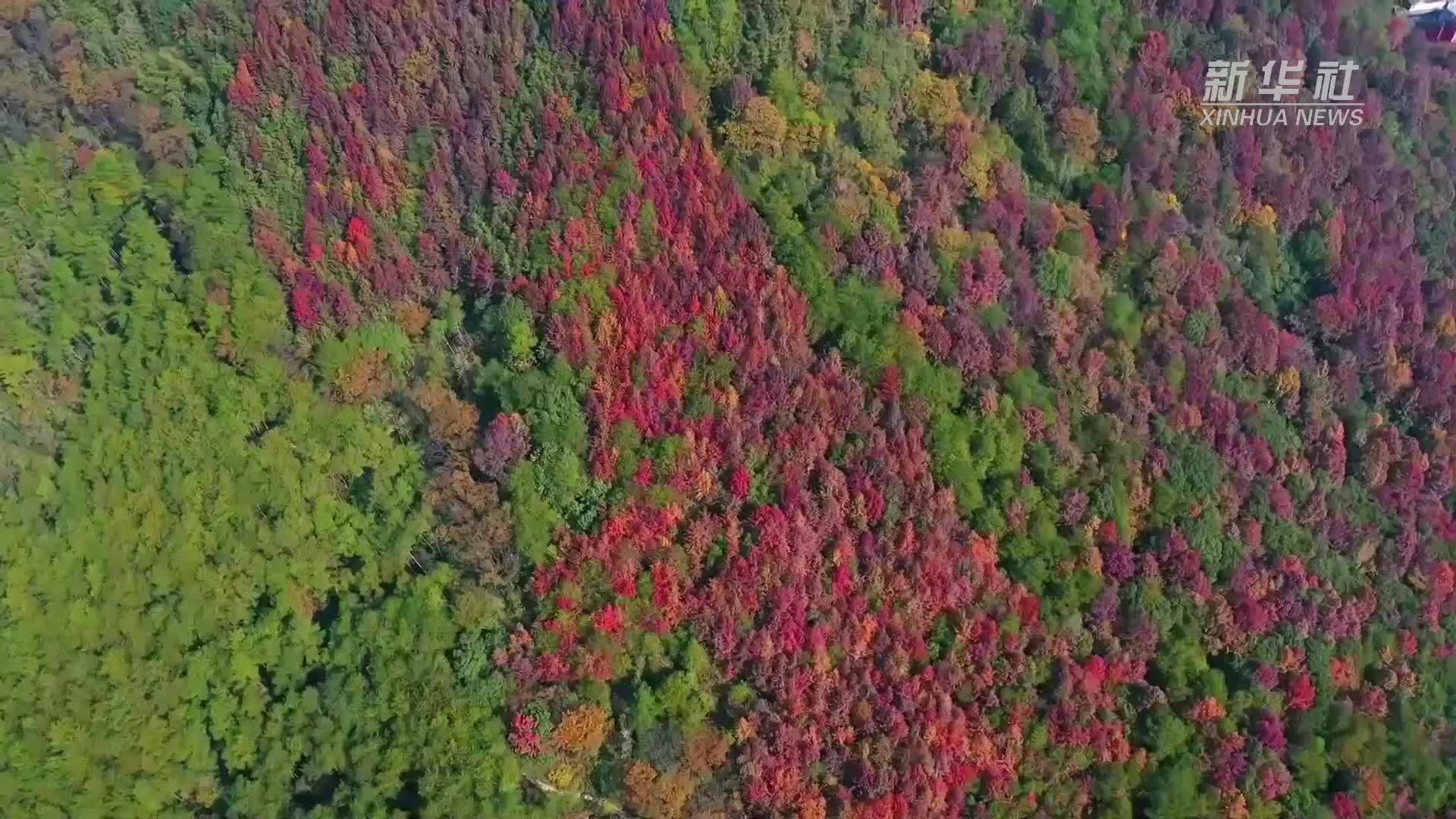 福建南平：聚焦林相改造 打造美丽国家公园风景道