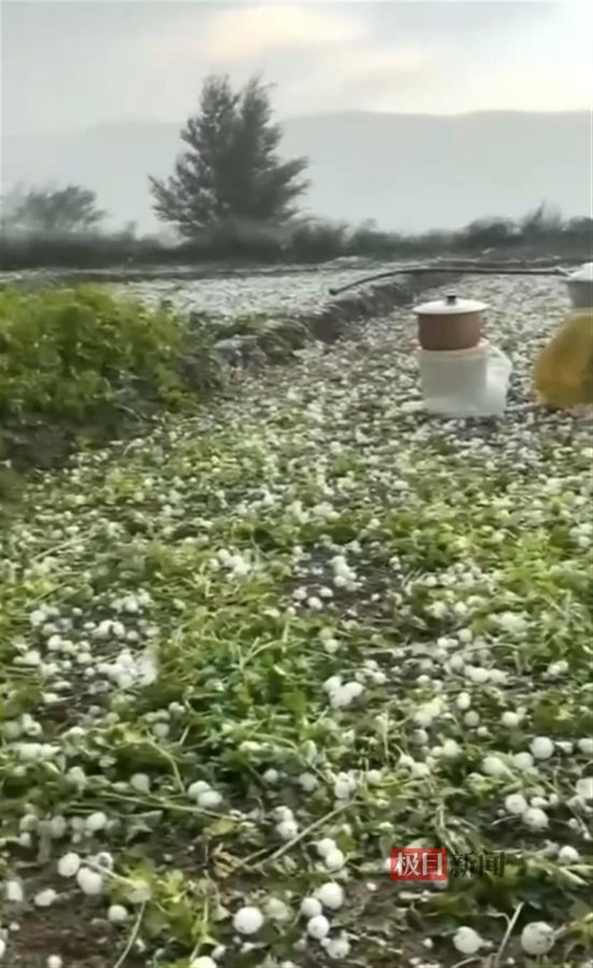 菜地里一片狼藉（图源：网络）
