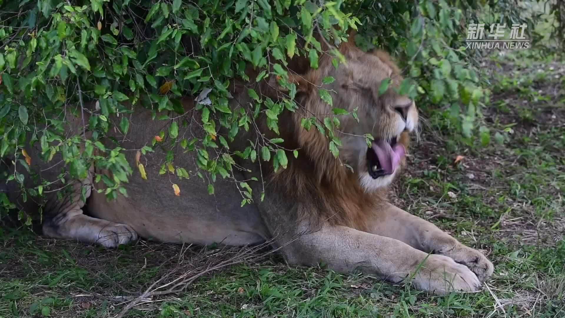 以狮为邻 中国野保人在马赛马拉守护生灵