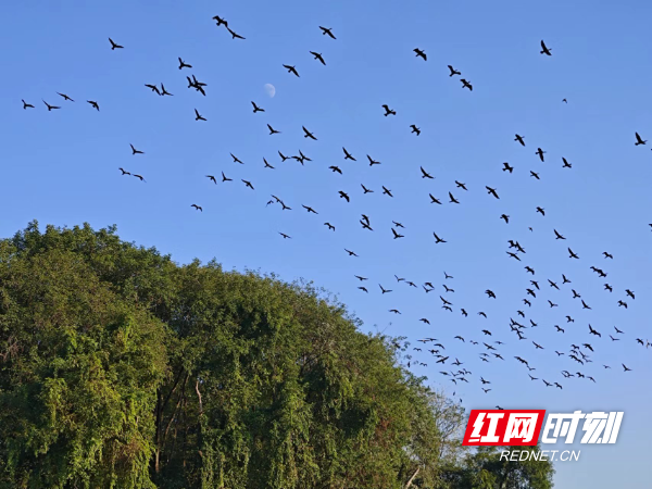 衡南江口最近监测到一群斑嘴鸭。