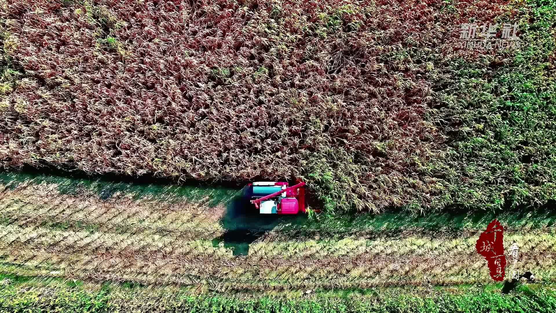 千城百县看中国︱内蒙古和林格尔：又是一年丰收时