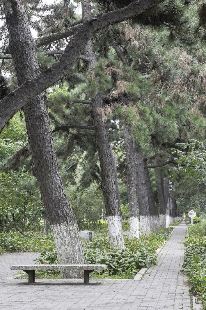 新民大街上树木葱茏、鸟语花香的景观绿道。