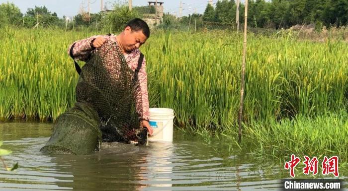 农户在稻田中捕捞龙虾。斜桥镇供图