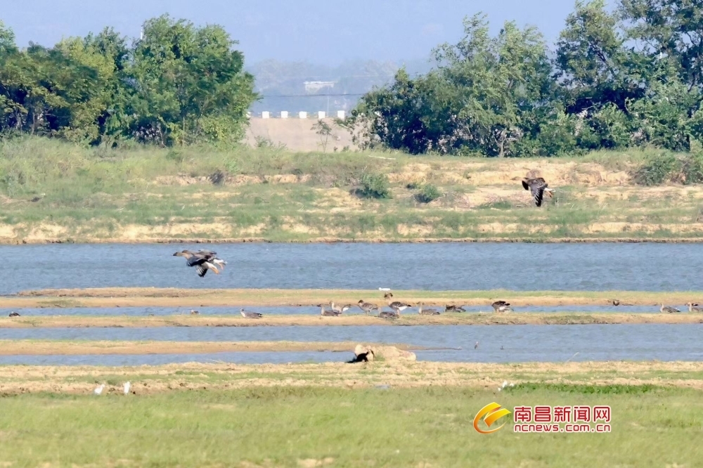 今年首批越冬候鸟抵达鄱阳湖 比去年早了2天（图）凤凰网江西_凤凰网