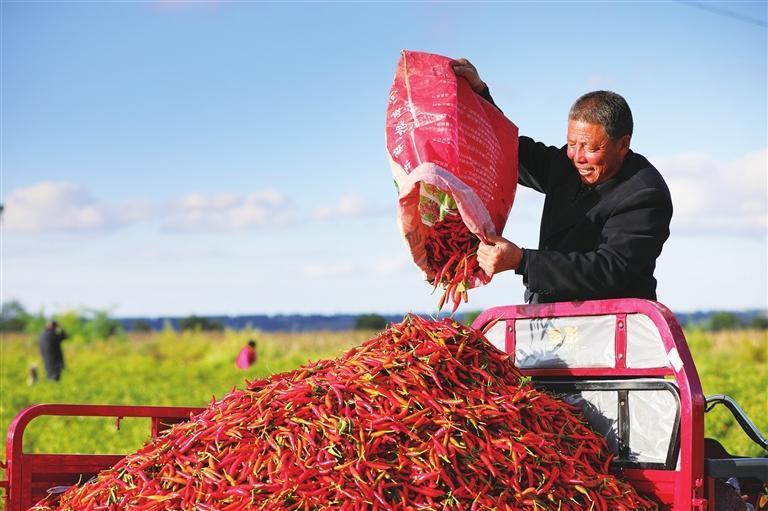 灵台朝天椒喜获丰收　贾灏