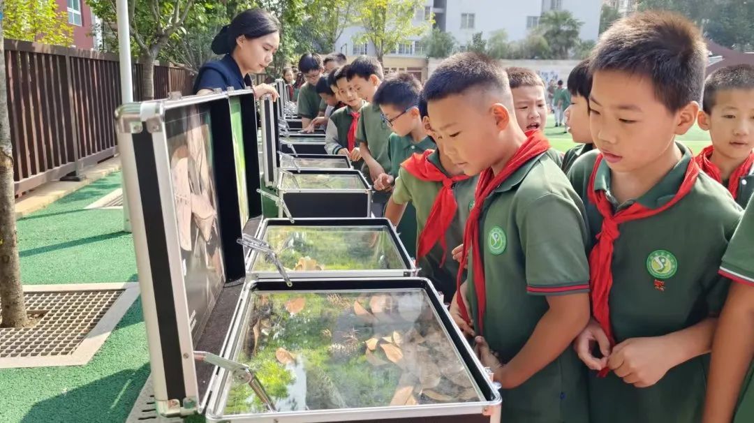 昆虫的“隐身术”如何施展?不同昆虫的鸣叫有什么奥秘?在这里都有答案。