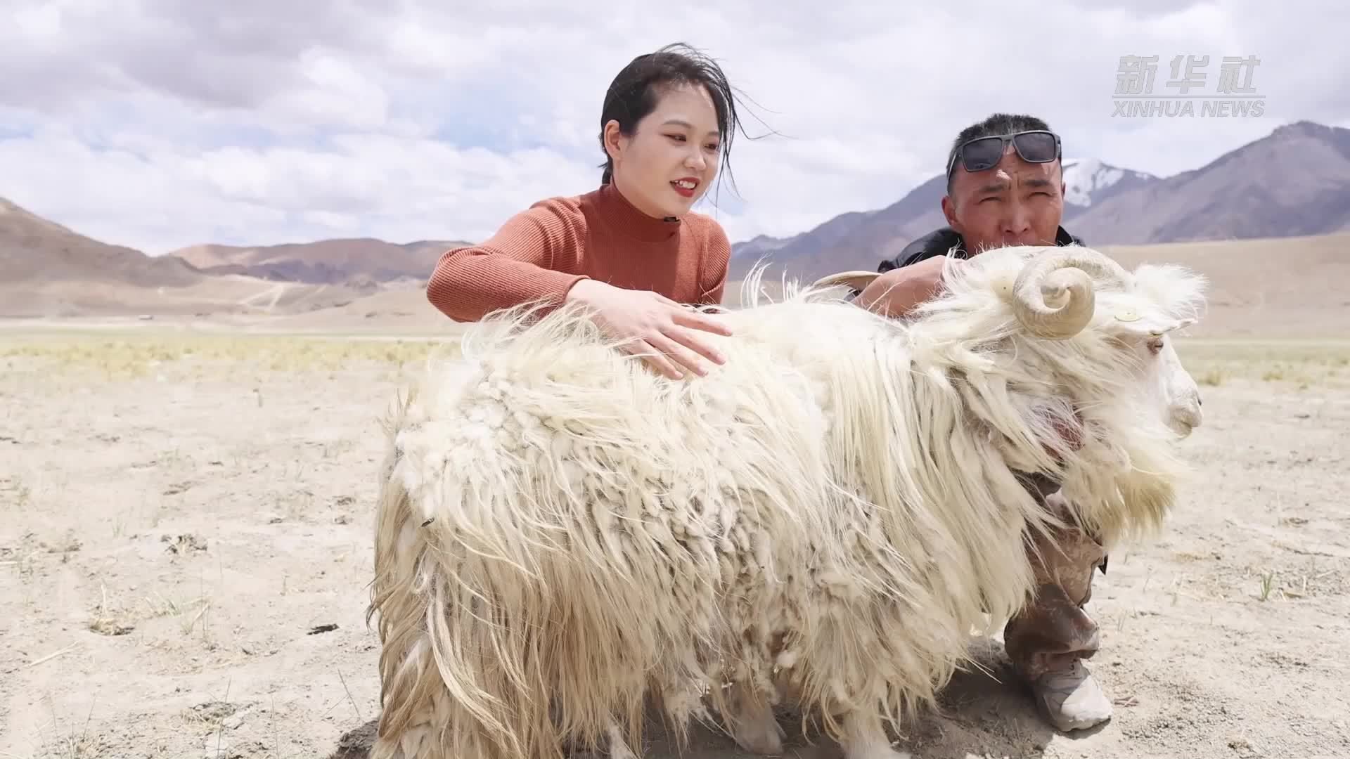 探访“藏西秘境”：西藏阿里的“宝石”白绒山羊