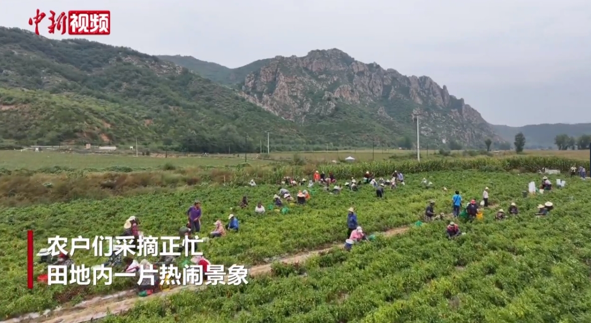 河北承德：庆丰收迎盛会