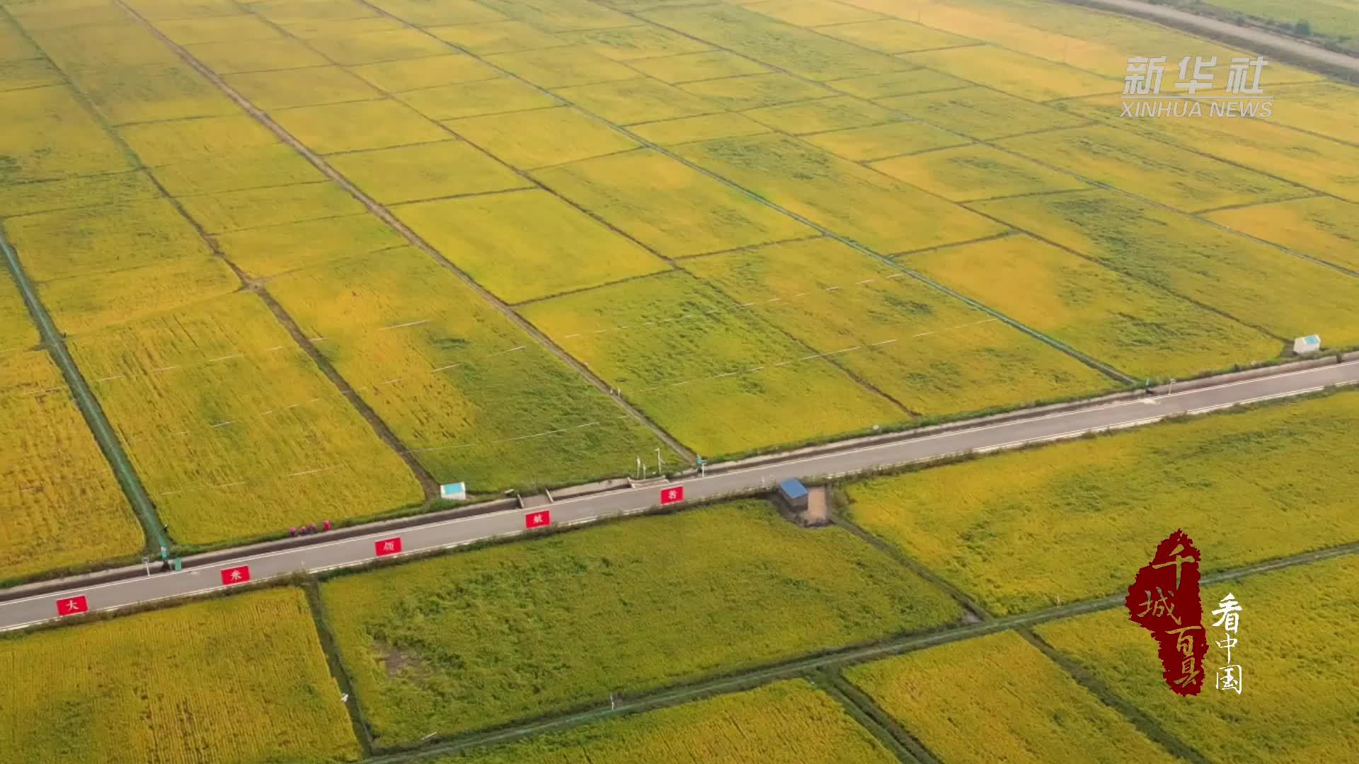 千城百县看中国｜内蒙古：稻花香里说丰年