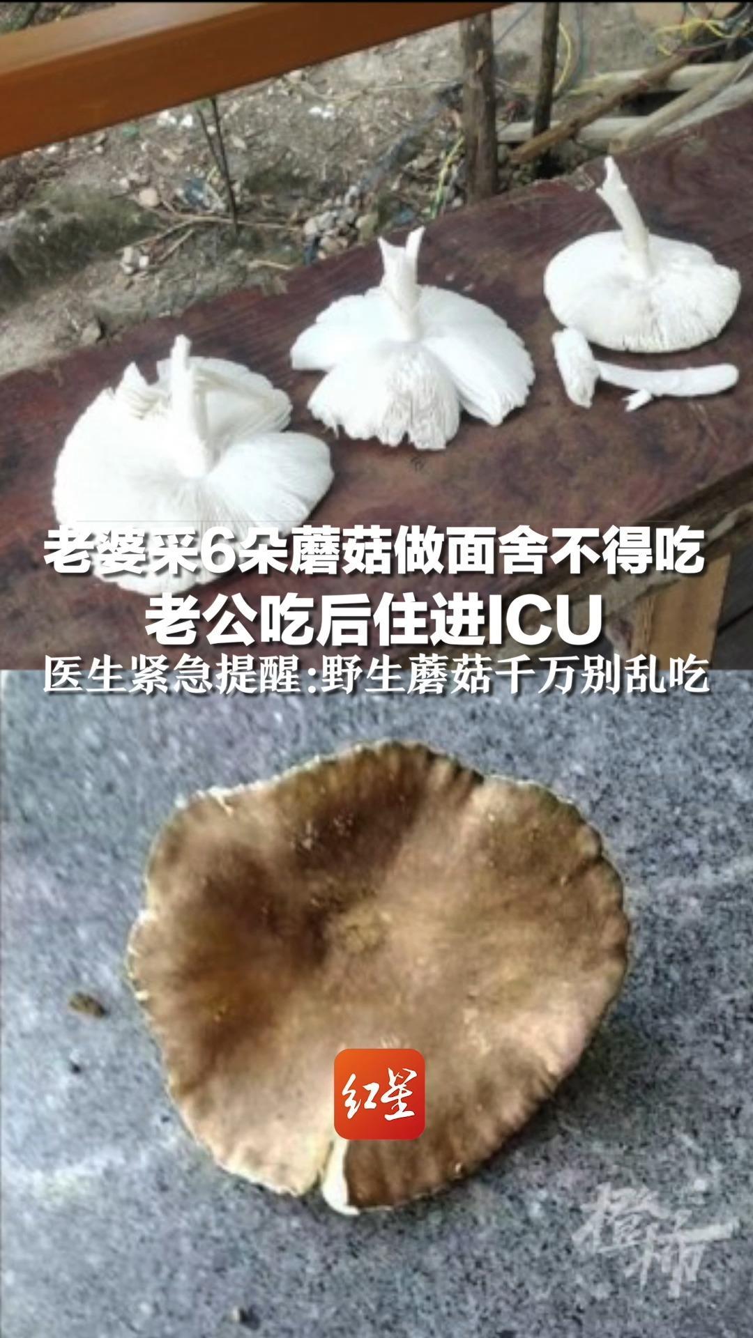 老婆采6朵蘑菇做面舍不得吃，老公吃后住进ICU，医生紧急提醒：野生蘑菇千万别乱吃