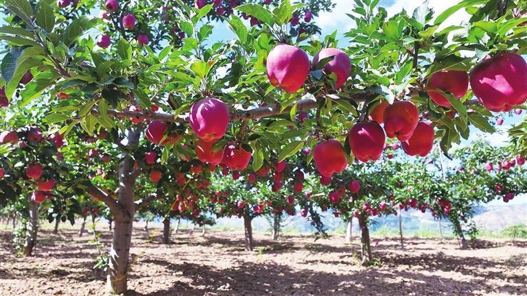 庄浪生态梯田种植的有机苹果