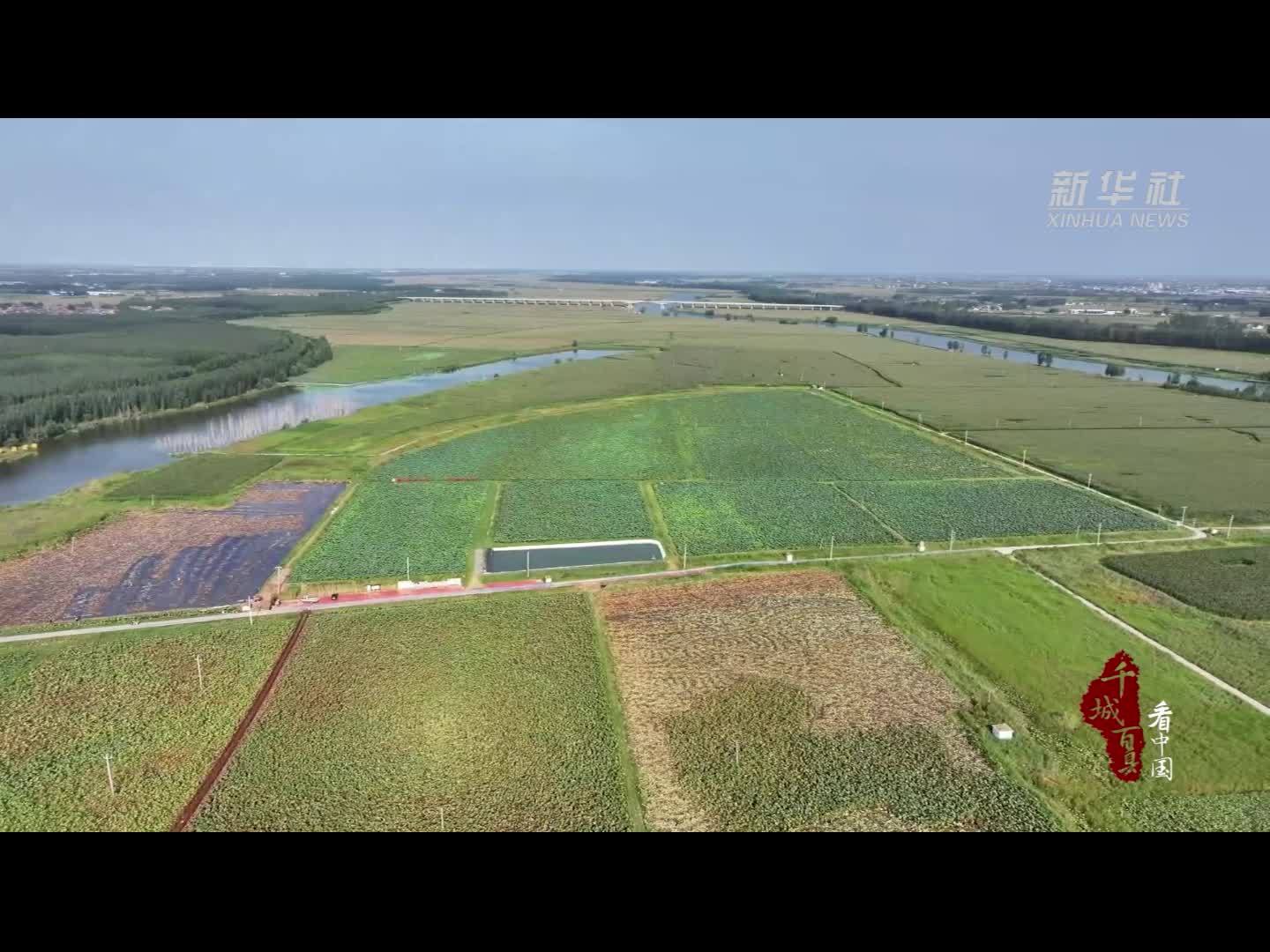 千城百县看中国｜河北故城：莲藕飘香丰收景