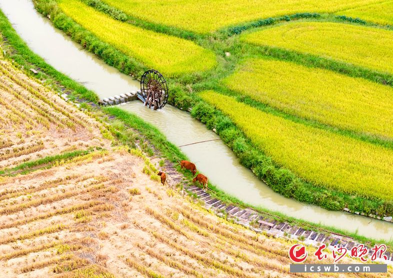 茶亭稻田一片丰收景象。　　长沙晚报全媒体记者 邹麟 摄