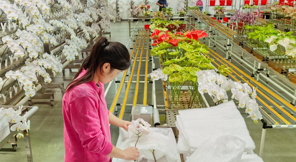 位于临沂市兰陵县的山东新格林智慧农业产业园内，附近村庄的村民正在打包鲜切蝴蝶兰。新华社记者 叶婧 摄