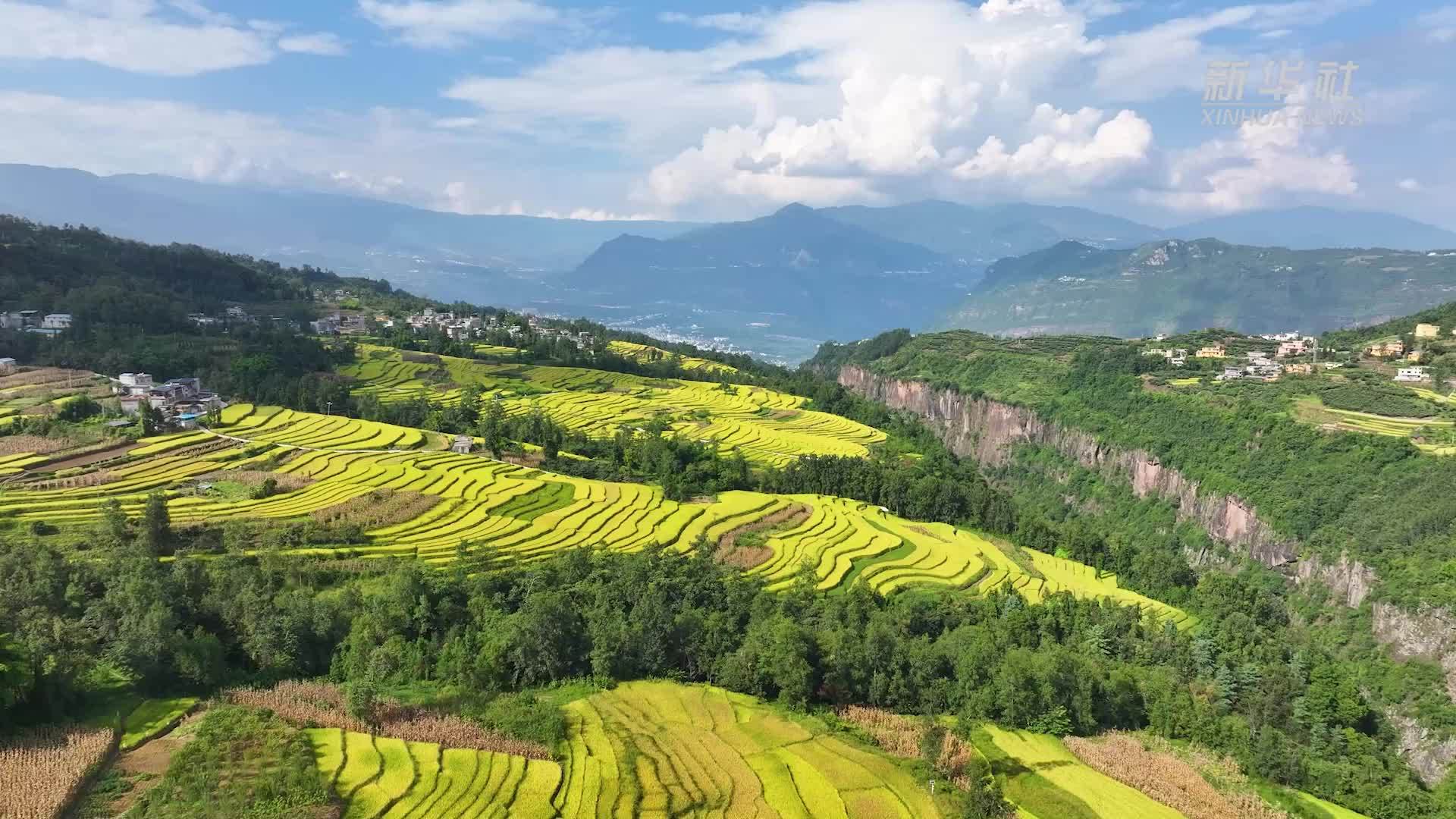 云南永善：千亩梯田“丰”景美