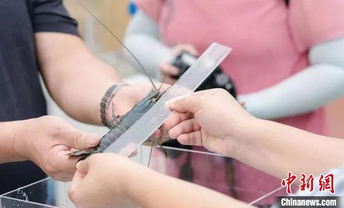 “稻虾共作”模式养殖的龙虾个大、肉多。斜桥镇供图