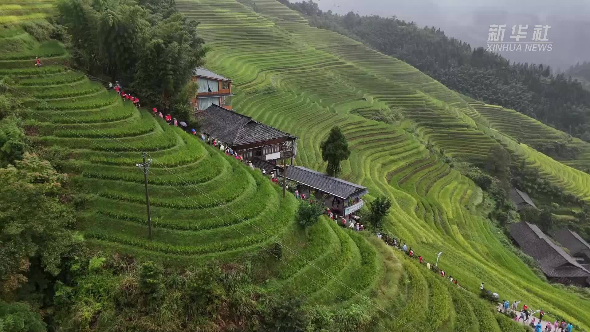 龙脊梯田跑山赛：秋色与稻香迎跑者