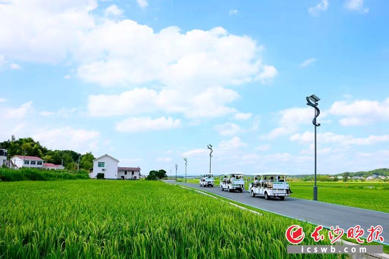在长沙县春华镇，农田变景观。长沙晚报通讯员 刘友琼 供图（资料图片）
