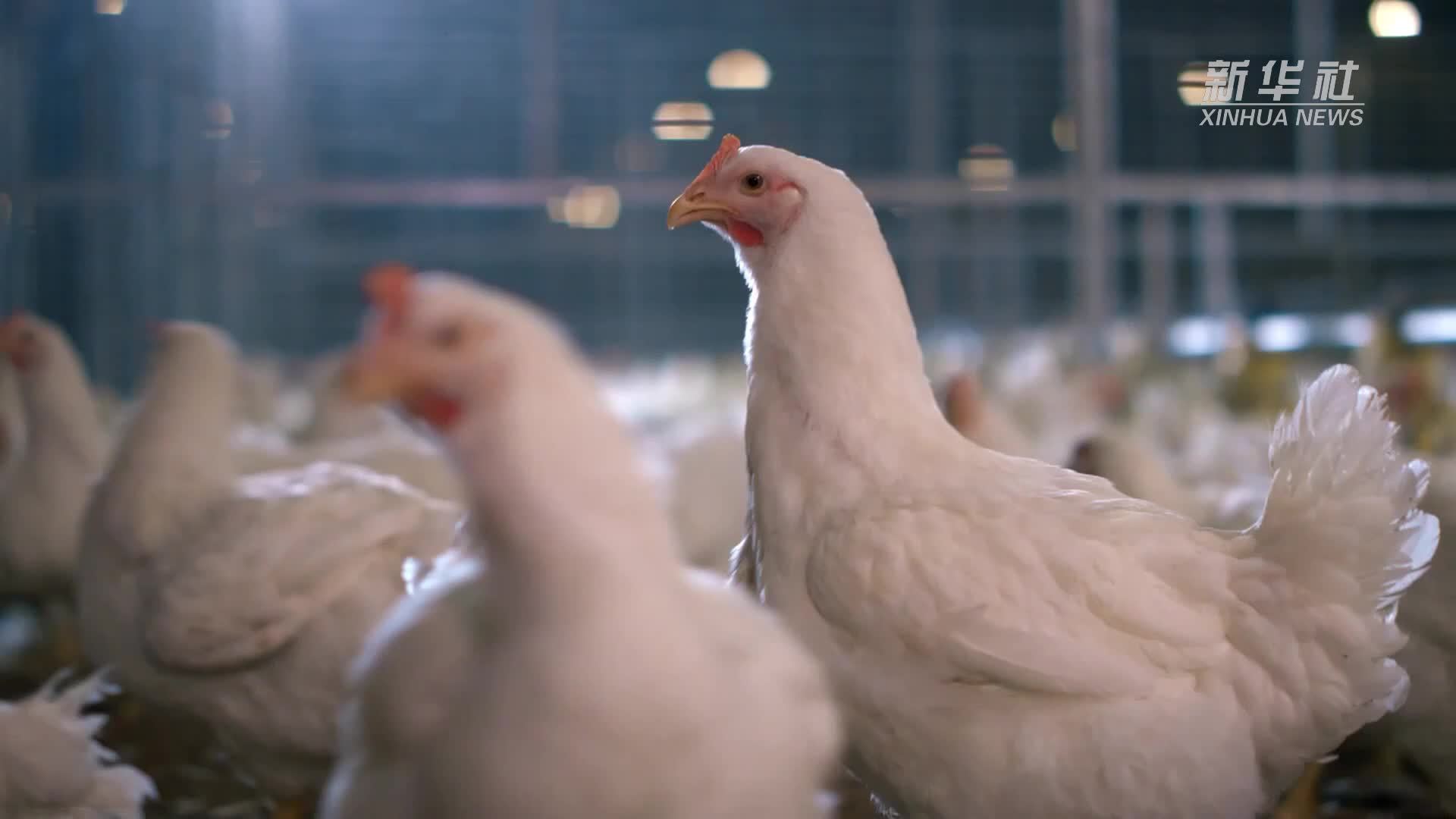 中国经济样本观察·企业样本篇｜白羽肉鸡有了“中国芯”